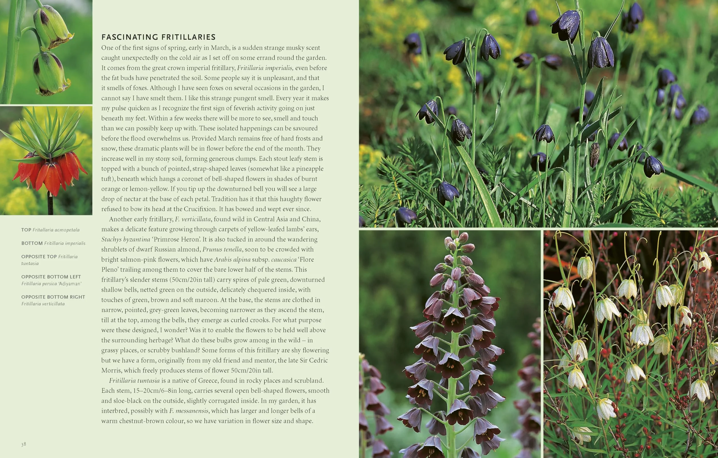 Drought-Resistant Planting /anglais: Lessons from Beth Chatto's Gravel Garden