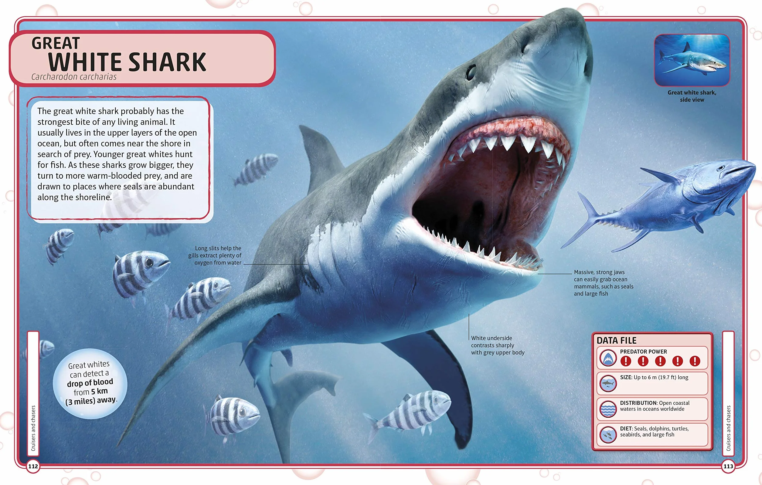 Sharks and Other Deadly Ocean Creatures: Visual Encyclopedia