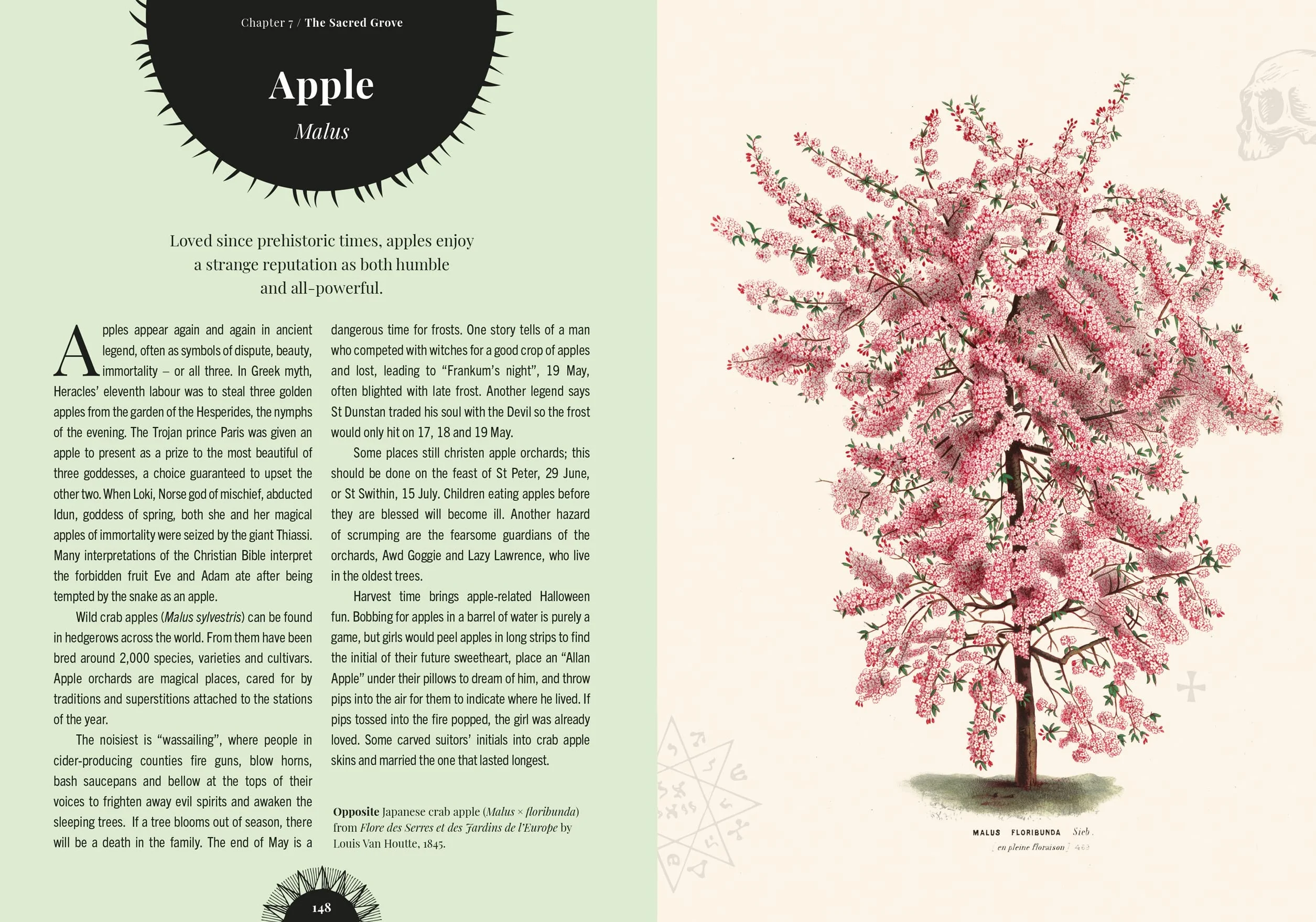 Witch's Forest: Trees in Magic, Folklore and Traditional Remedies