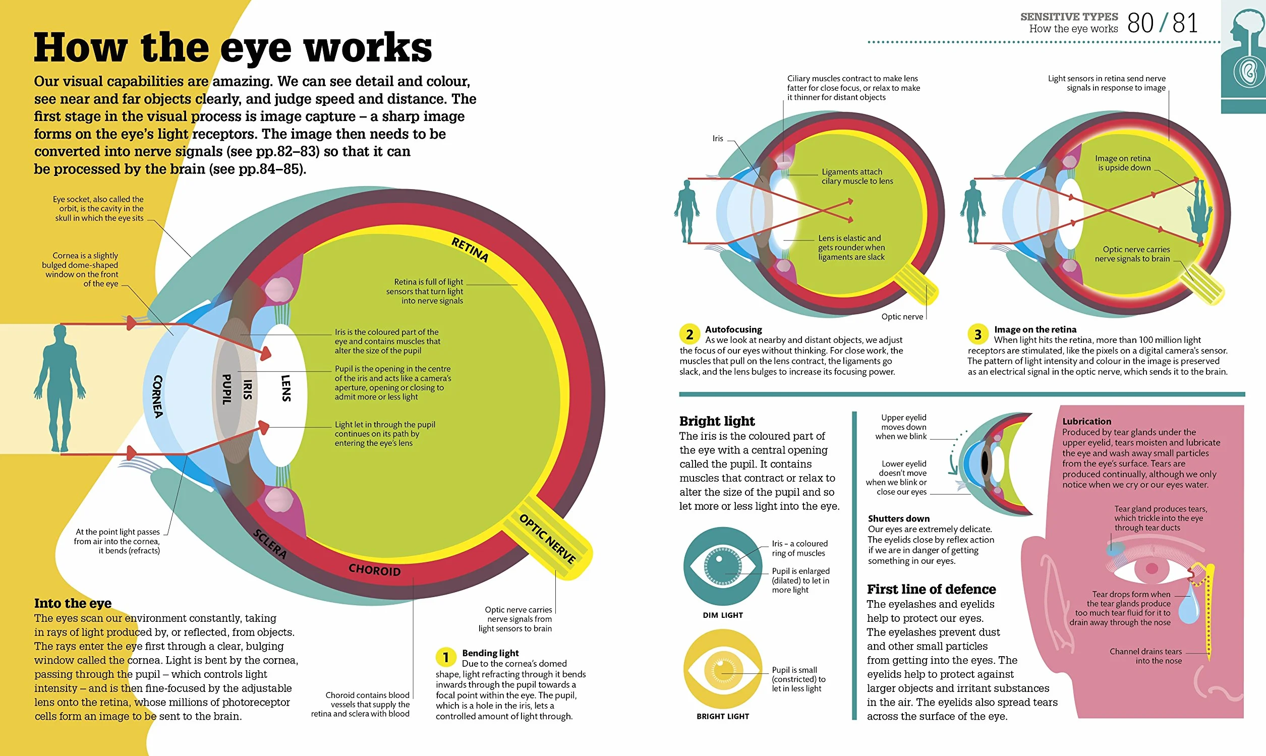 How the Body Works: The Facts Simply Explained