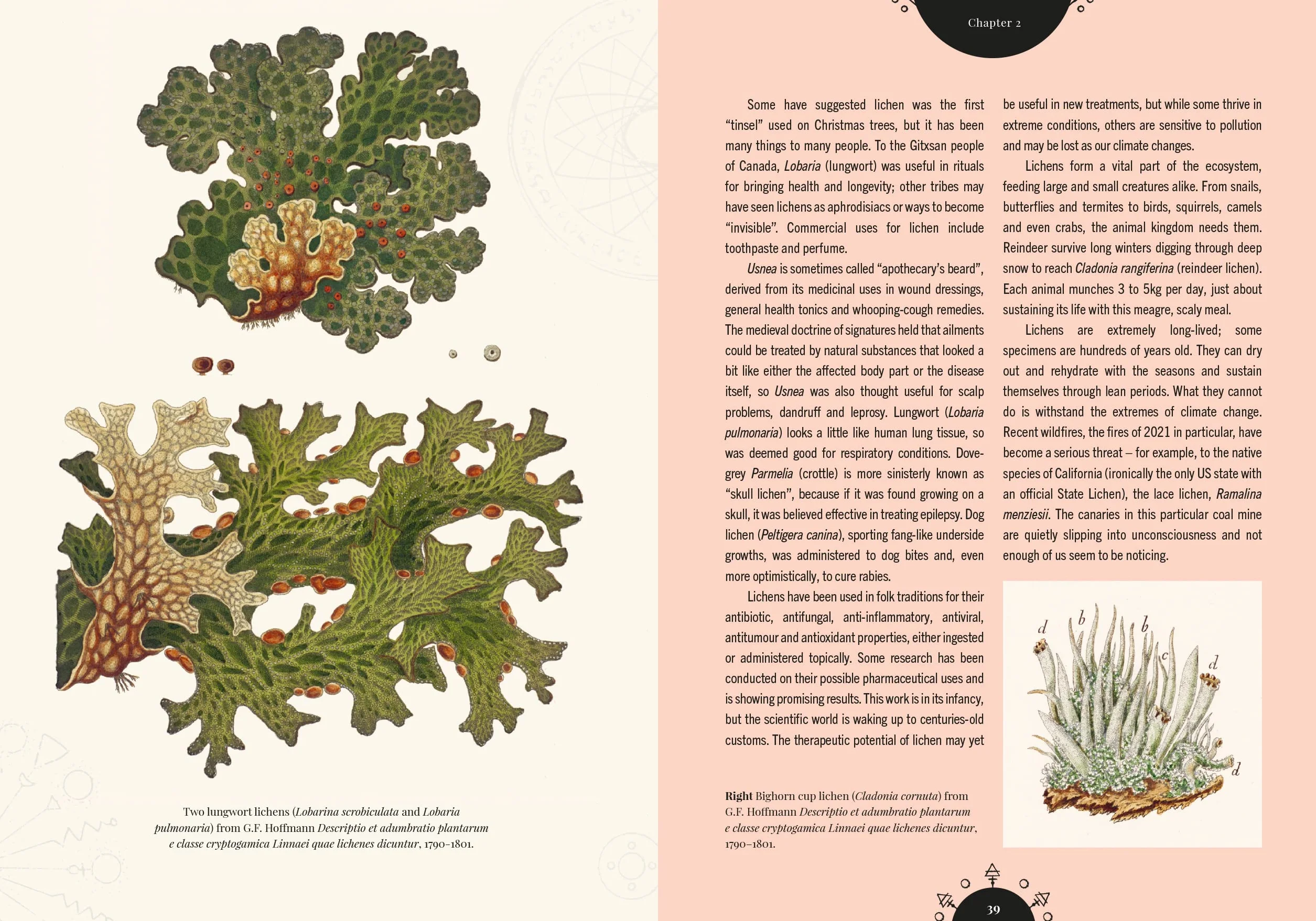 The Magic of Mushrooms: Fungi in Folklore, Superstition and Traditional Medicine