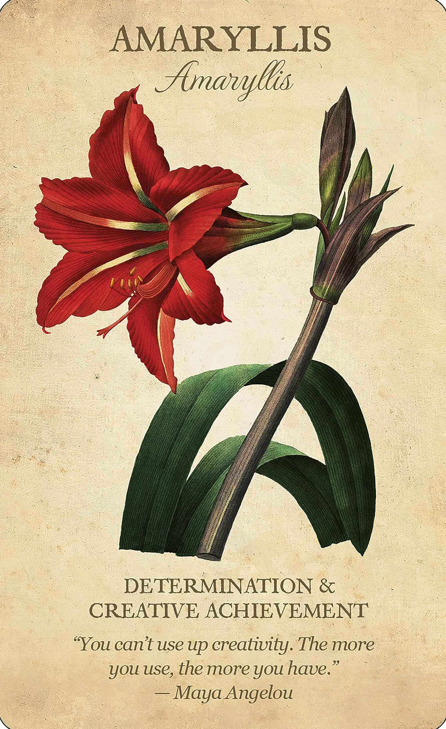Botanical Inspirations Deck & Book Set: 44 Cards with Classical Botanical Art by Pierre-Joseph Redouté, Deluxe Gift Set Includes 100-Page Guidebook, Inspirational Messages