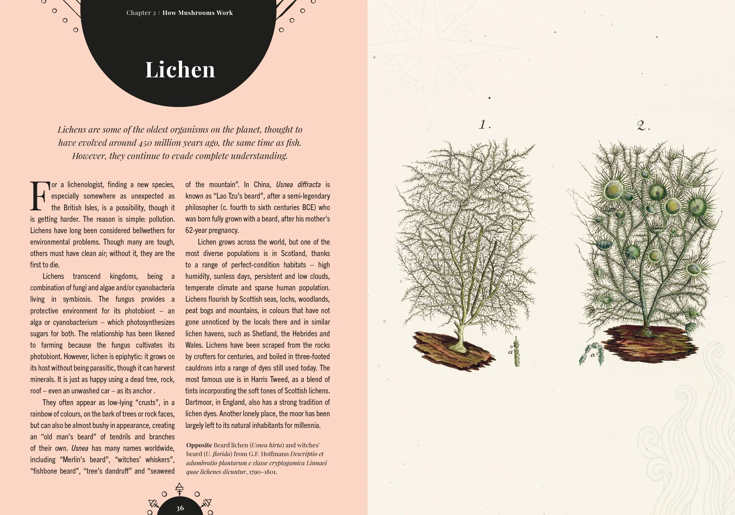 The Magic of Mushrooms: Fungi in Folklore, Superstition and Traditional Medicine
