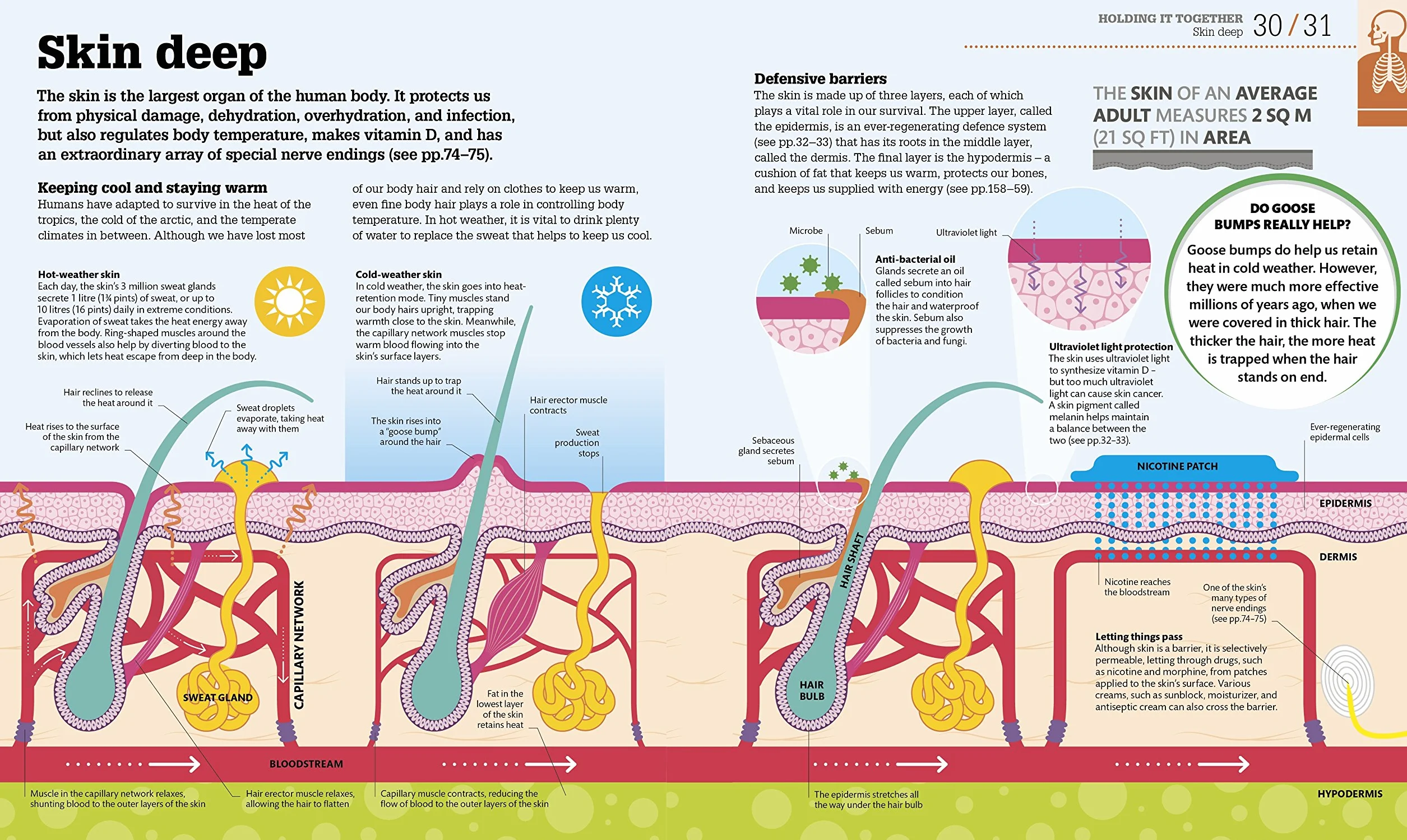 How the Body Works: The Facts Simply Explained