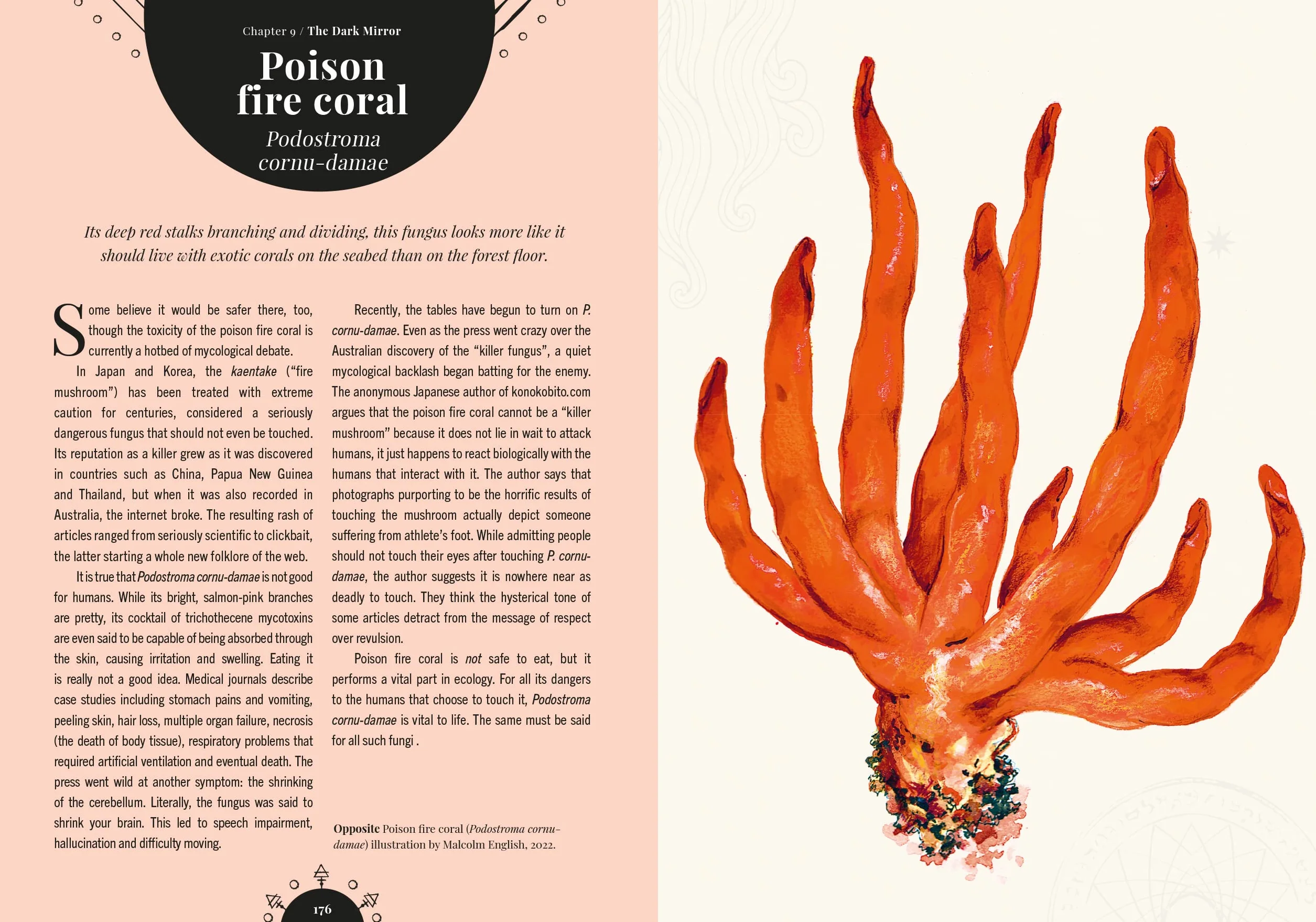 The Magic of Mushrooms: Fungi in Folklore, Superstition and Traditional Medicine