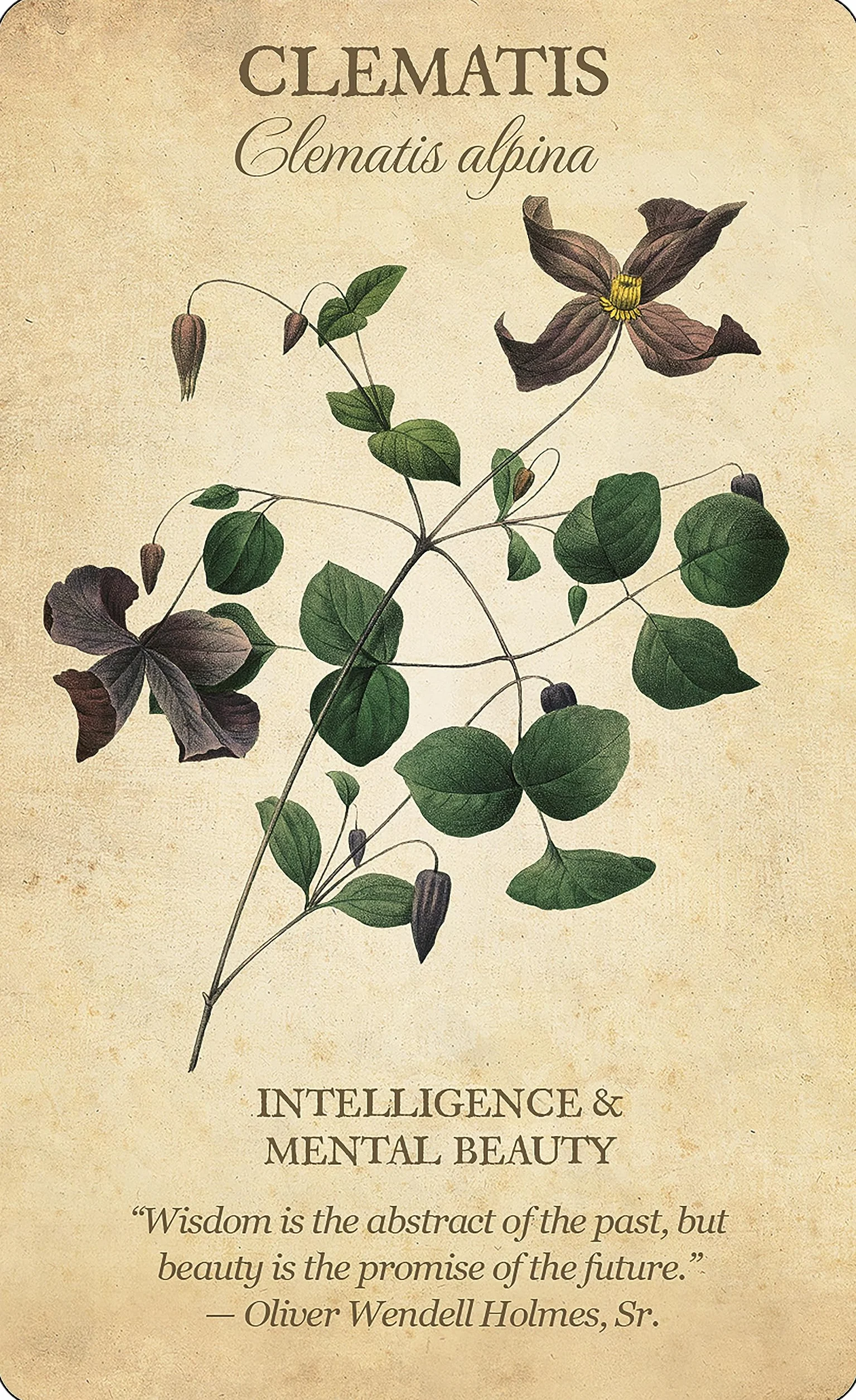 Botanical Inspirations Deck & Book Set: 44 Cards with Classical Botanical Art by Pierre-Joseph Redouté, Deluxe Gift Set Includes 100-Page Guidebook, Inspirational Messages