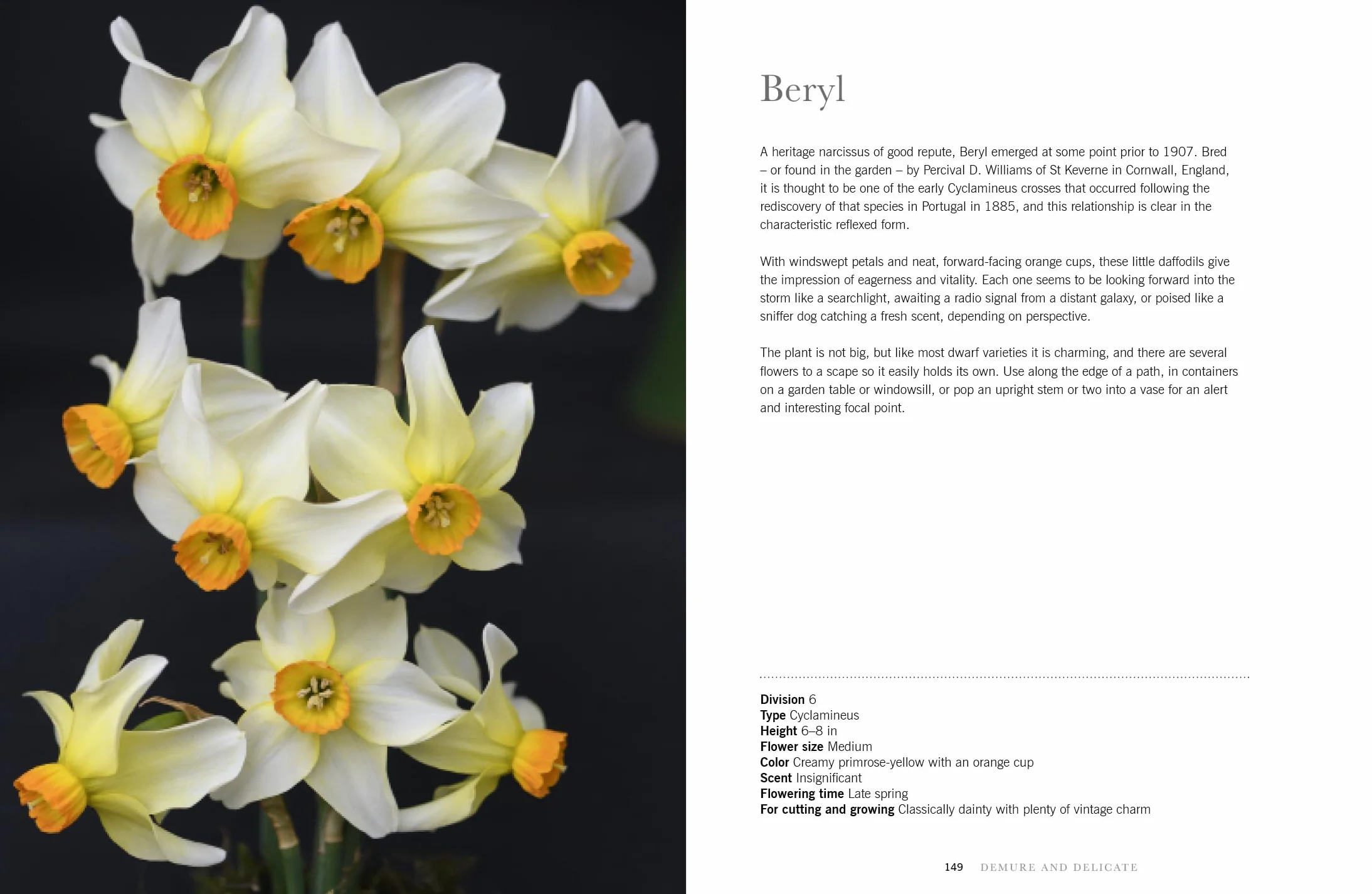 Daffodils: Beautiful Varieties for Home and Garden