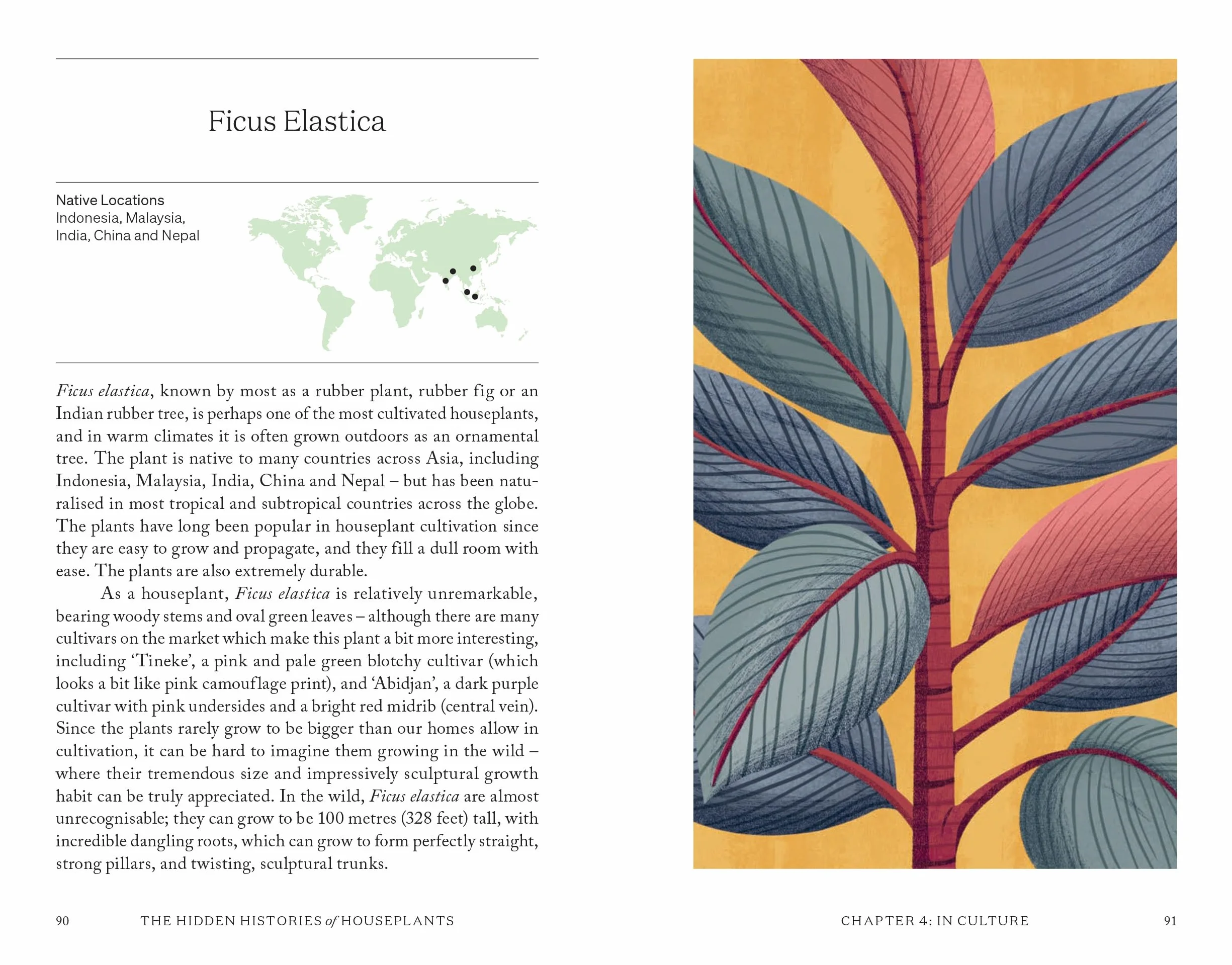 The Hidden Histories of Houseplants: Fascinating Stories of Our Most-Loved Houseplants
