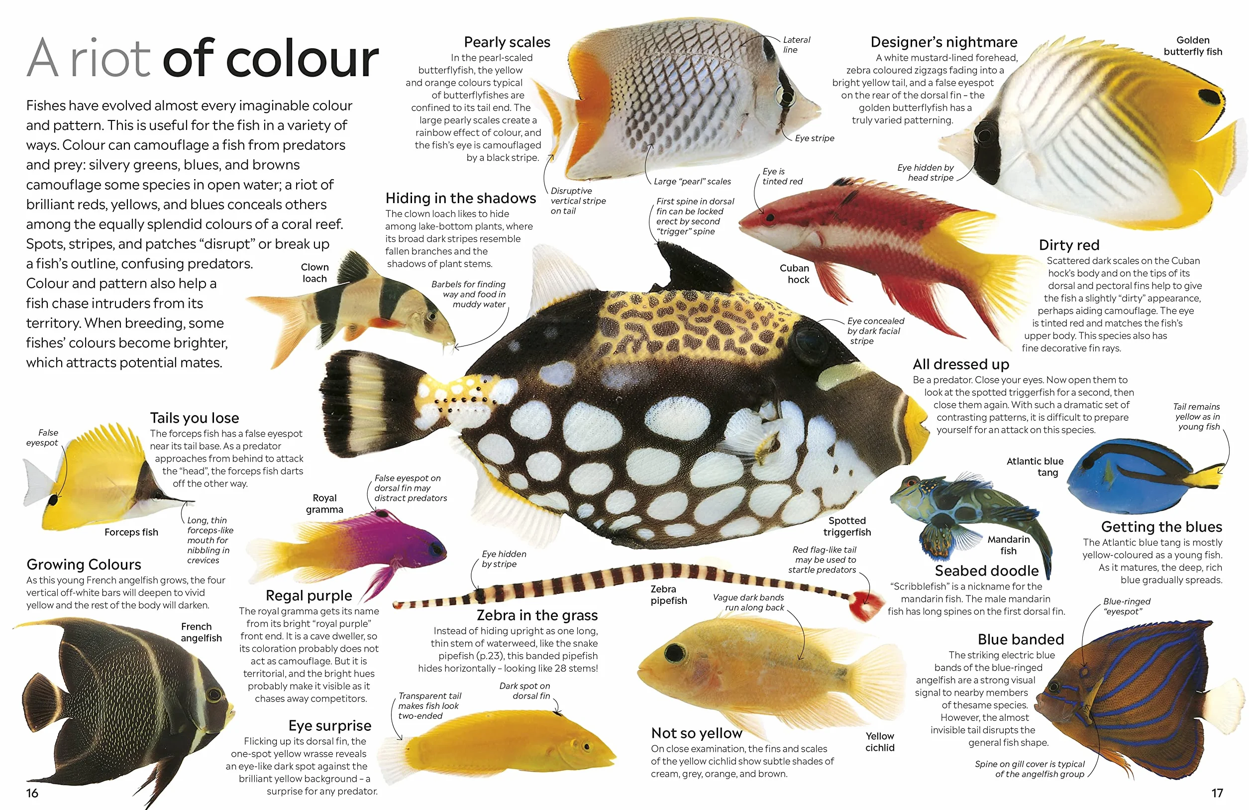 Fish: DK Eyewitness