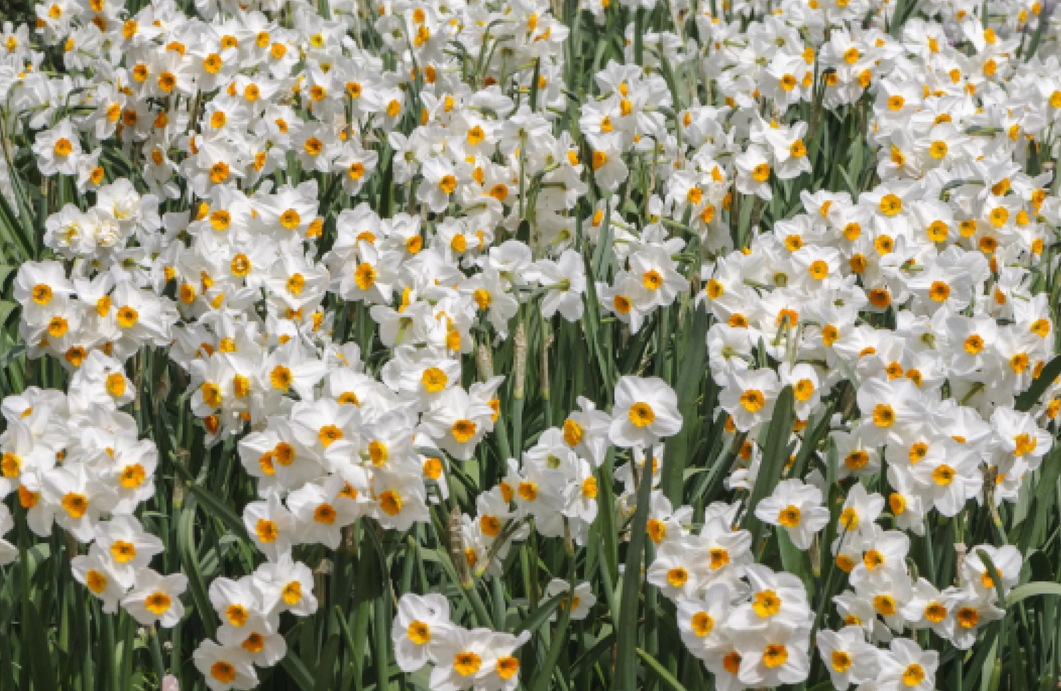 Daffodils: Beautiful Varieties for Home and Garden