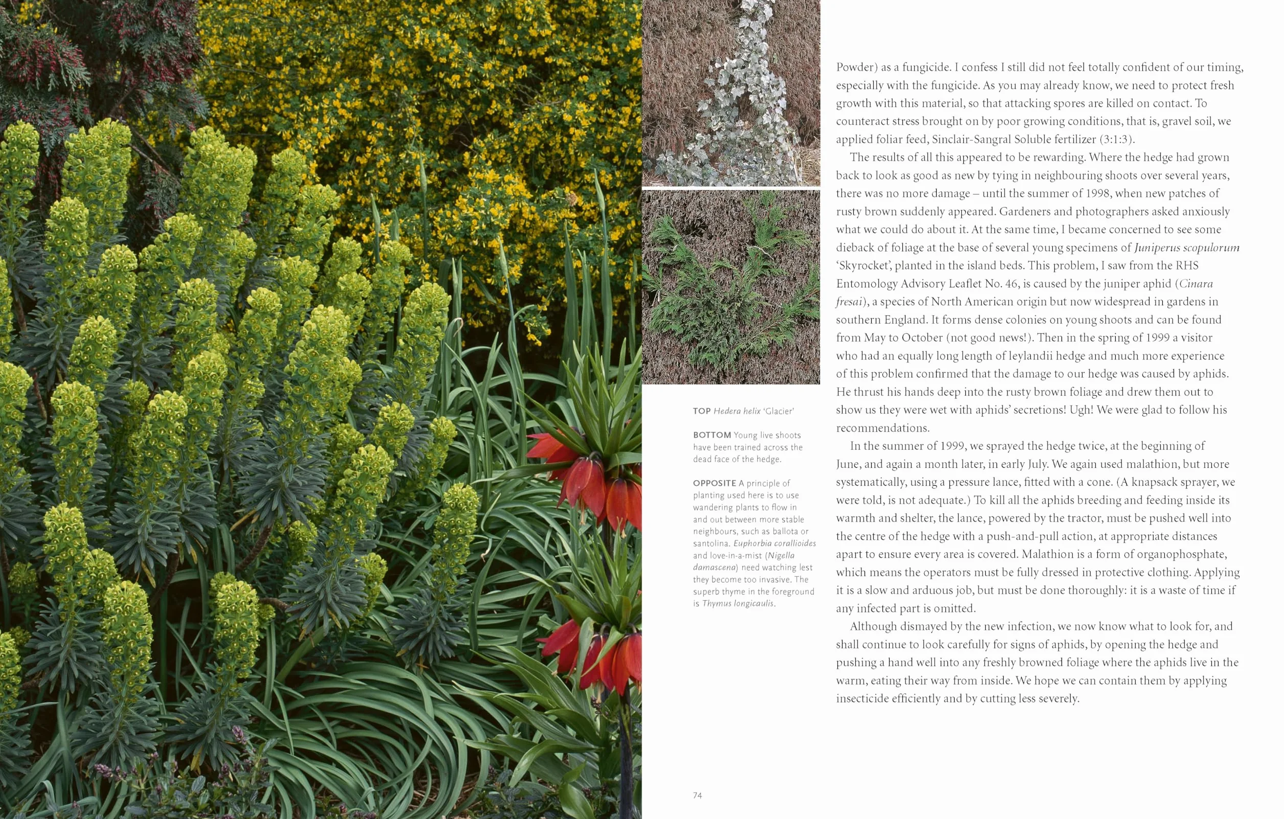 Drought-Resistant Planting /anglais: Lessons from Beth Chatto's Gravel Garden