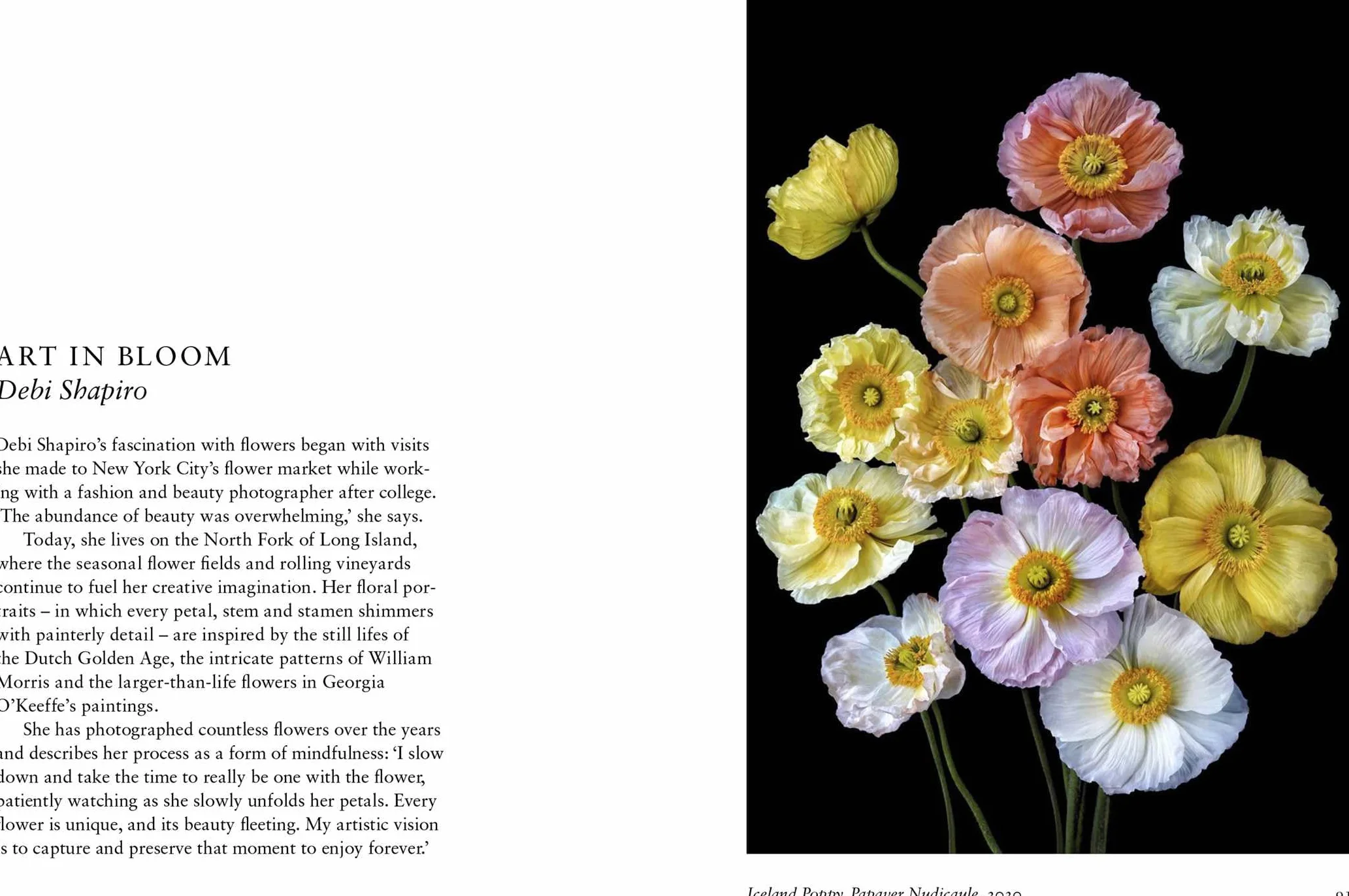 New Photography of the Flower.