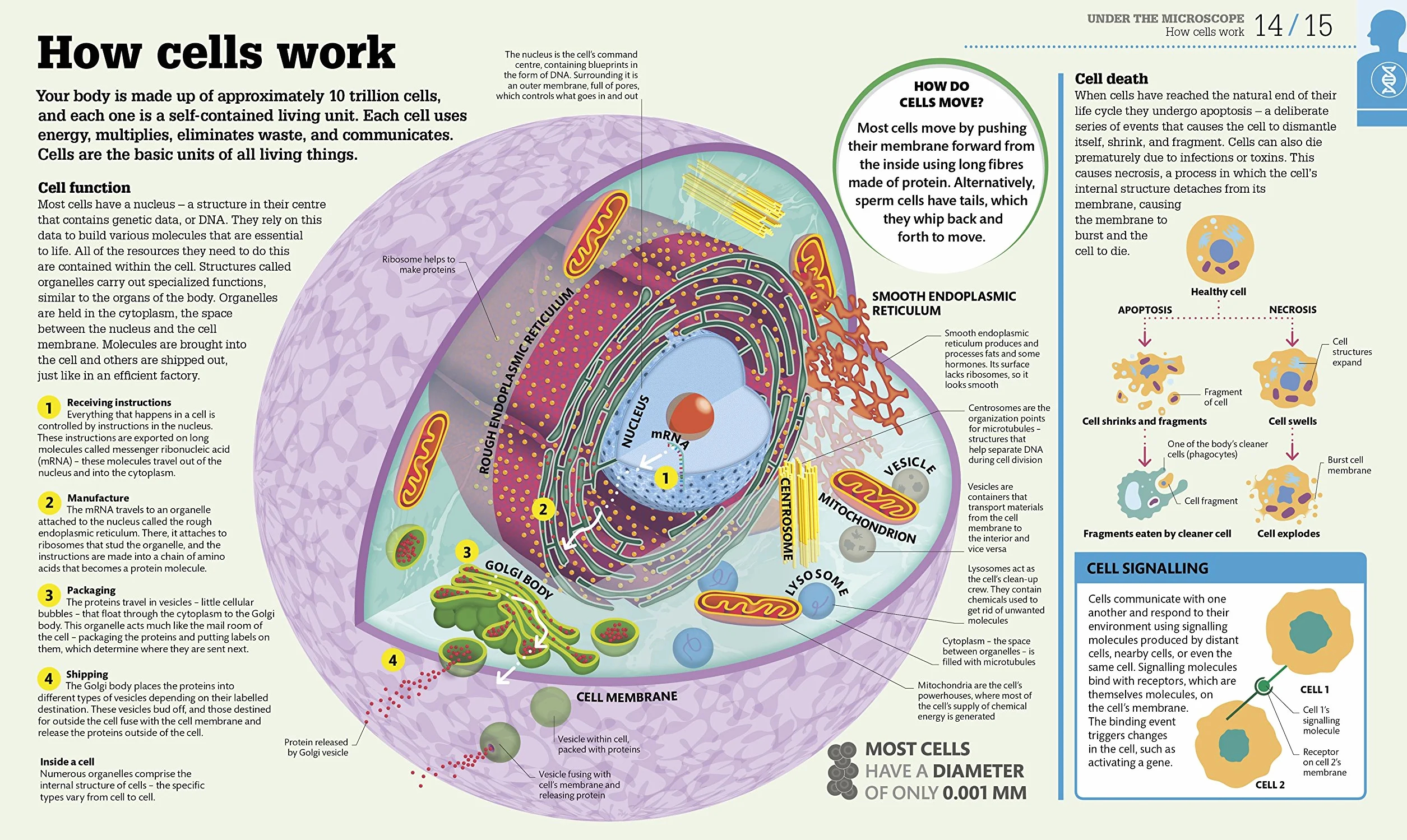 How the Body Works: The Facts Simply Explained