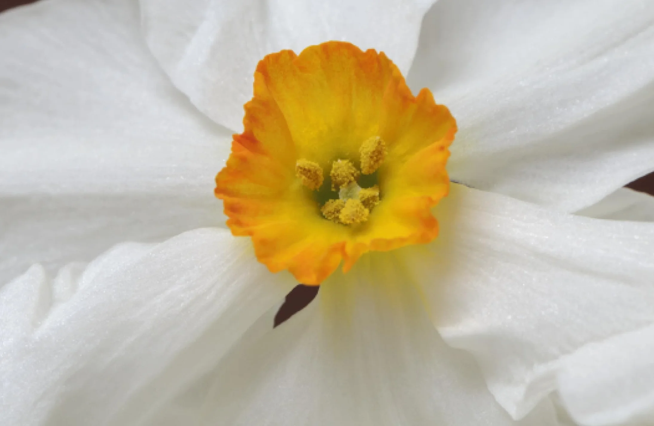 Daffodils: Beautiful Varieties for Home and Garden