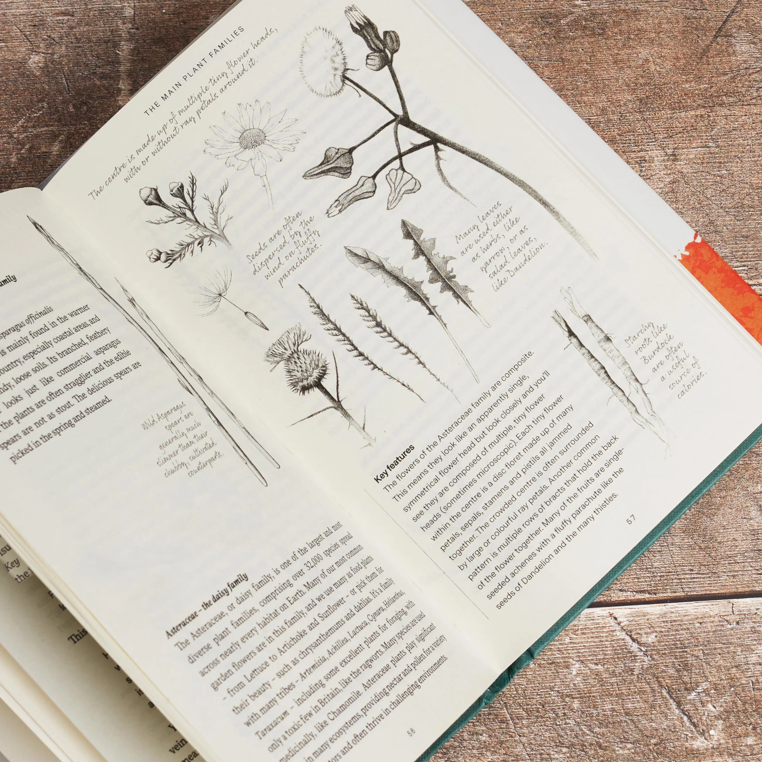 Free Food: Wild Plants and How to Eat Them