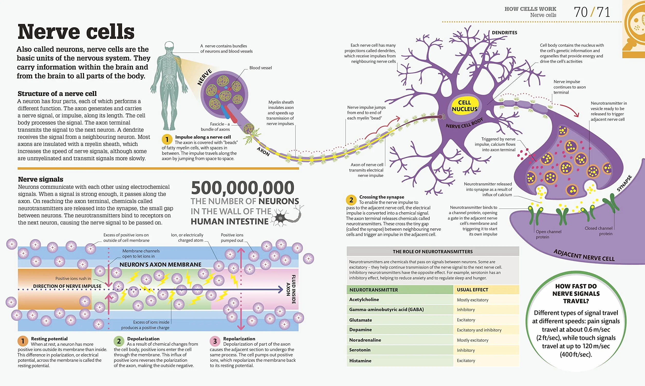 How Biology Works: The Facts Visually Explained