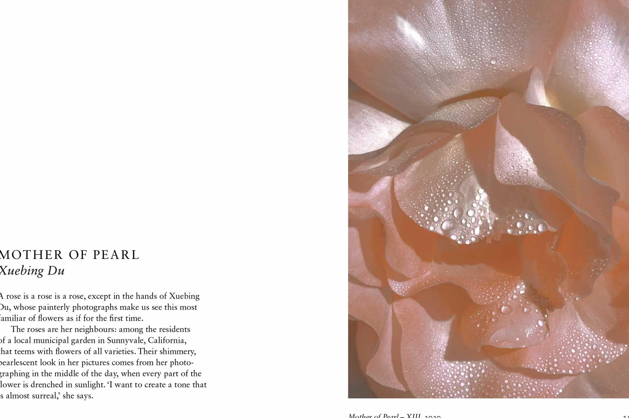 New Photography of the Flower.