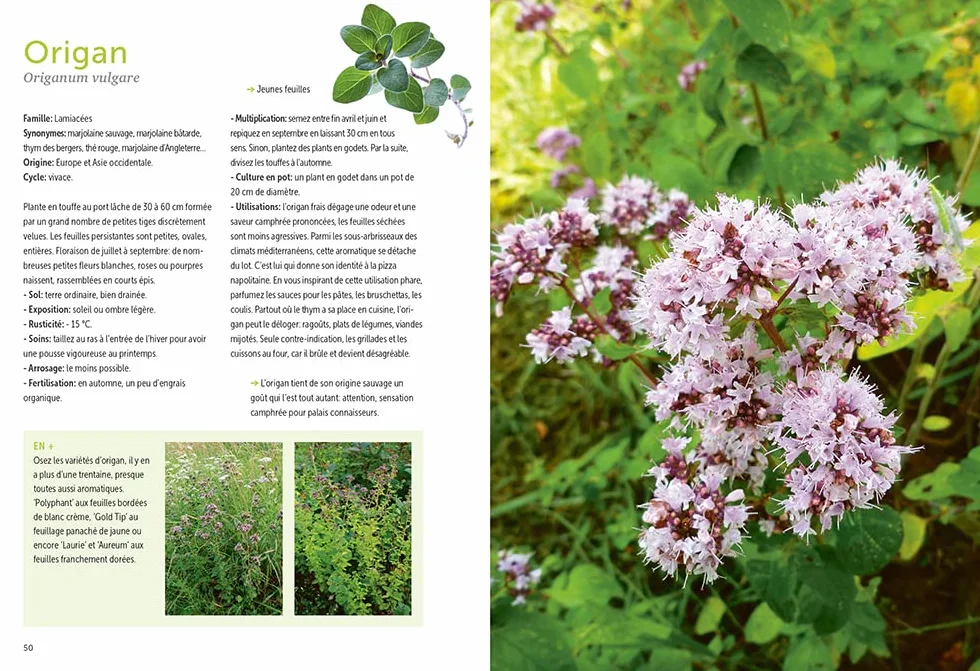 Plantes aromatiques - Comment les cultiver et les entretenir facilement
