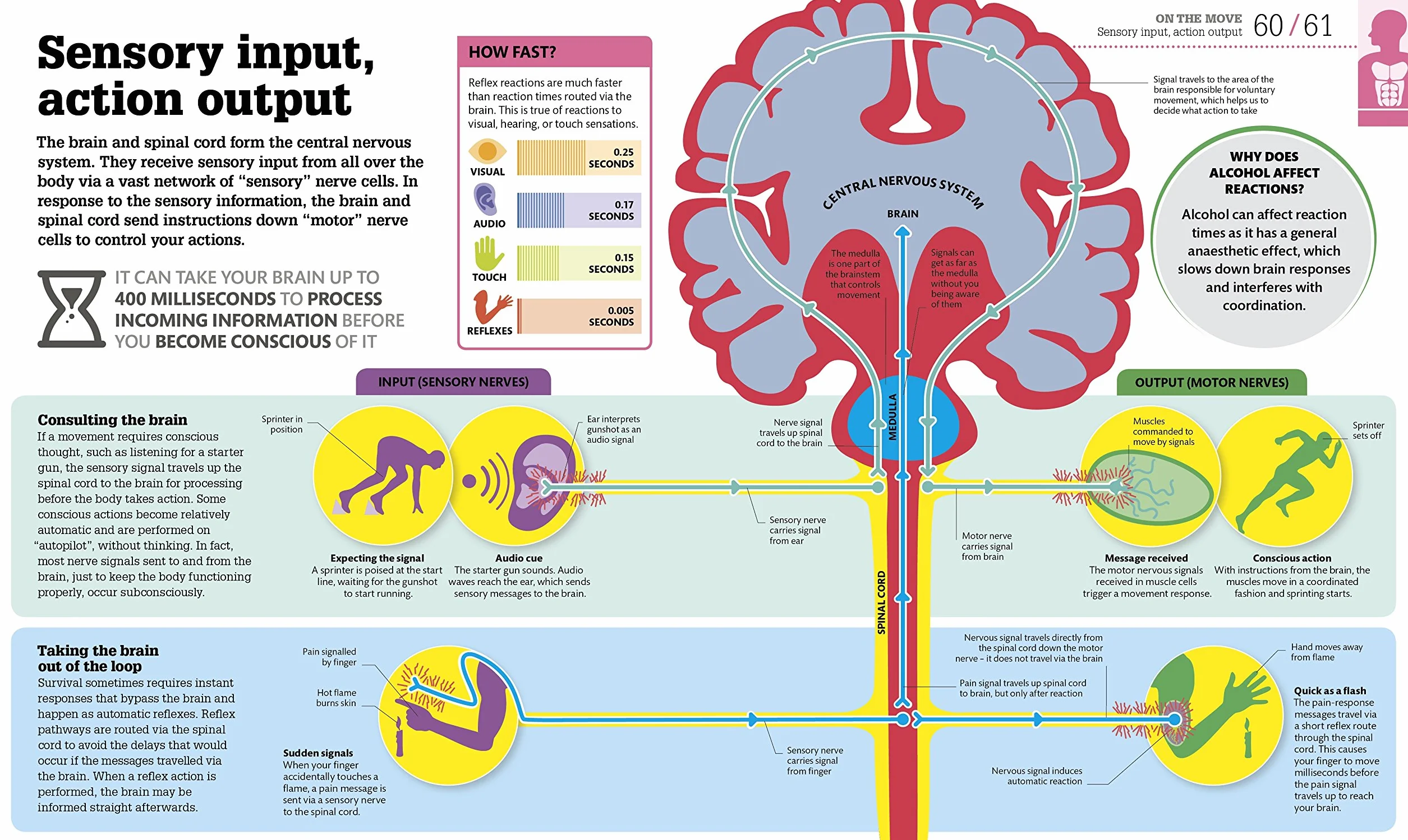 How the Body Works: The Facts Simply Explained